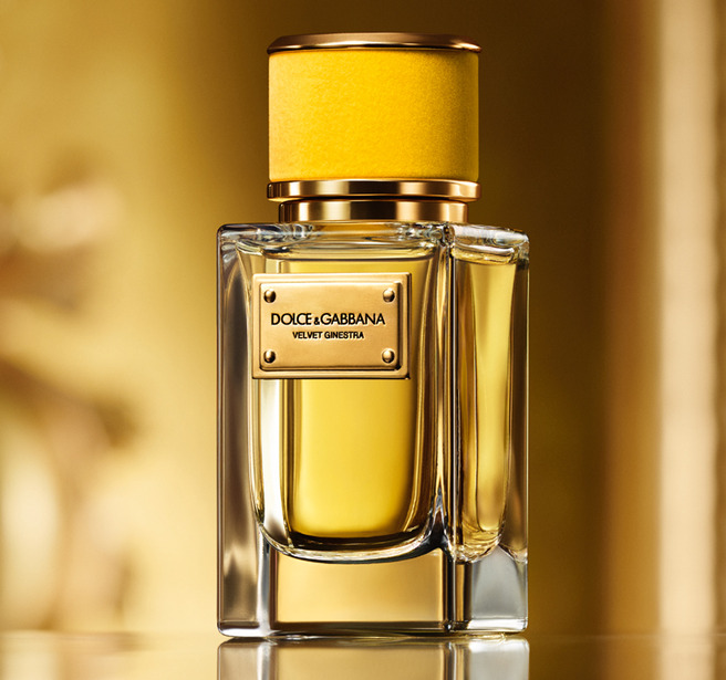 �������� ������ �� ������� Velvet Ginestra Dolce & Gabbana